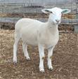 Sheep Trax Mallory 397M